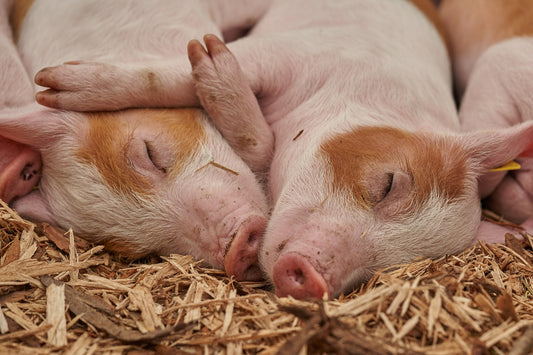 Fleisch und Nachhaltigkeit: Unsere Verantwortung für Qualität und Regionalität